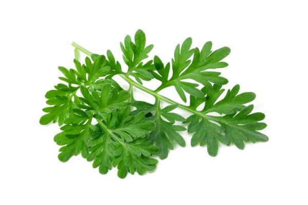 sladki pelin tinktura 50ml